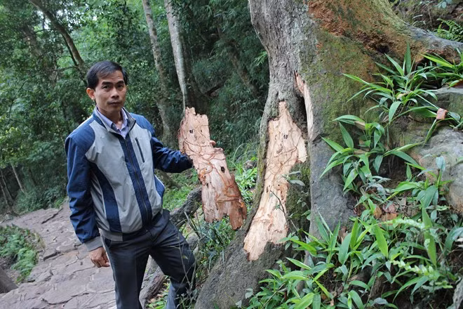 Một cây đại Xích Tùng bị mối ăn bật vỏ thân cây