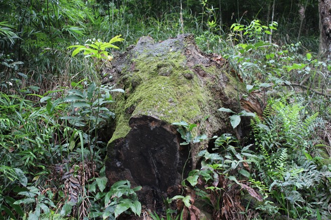 Gốc một cây Xích Tùng chết đổ trên đường Tùng