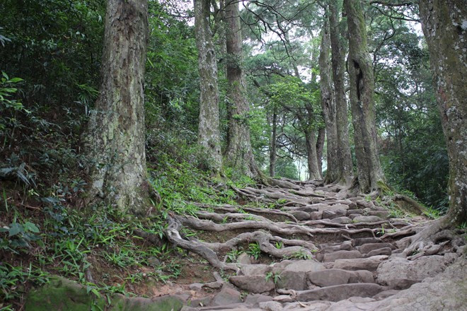 Đường Tùng cổ tuyệt đẹp hơn 700 tuổi ở Yên Tử