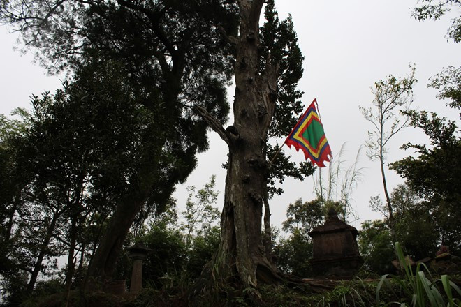 Một cây Xích Tùng cổ ở Tháp Hòn Ngọc đã bị chết khô từ lâu
