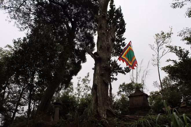 Một cây Xích Tùng cổ ở Tháp Hòn Ngọc đã bị chết khô từ lâu