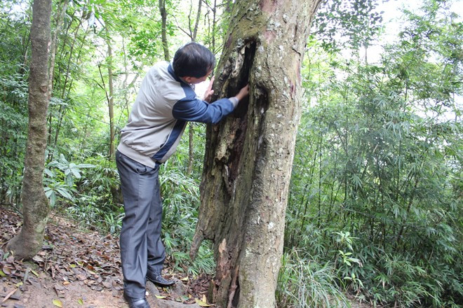 Không ít cây Xích Tùng lâm bệnh như thế này
