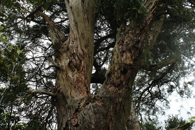 Cây Xích Tùng cổ này đã bị khô, mọt tới phần ngọn