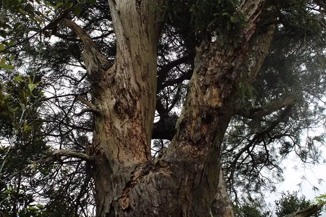 Cây Xích Tùng cổ này đã bị khô, mọt tới phần ngọn