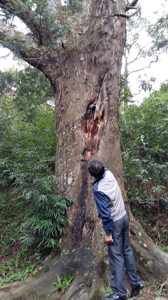 Thân cây đại thụ Xích Tùng bị sâu bọ tấn công