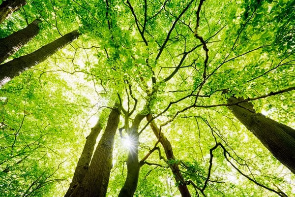 Nhiệt độ của thành phố khiến màu xanh của cây xuất hiện sớm hơn.