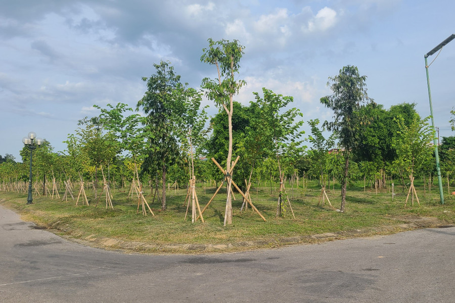 Sau 3 năm thực hiện, đến nay TP Hà Tĩnh đã trồng được 89.601 cây xanh.