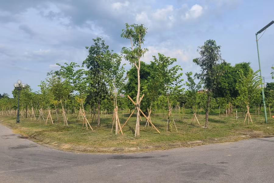 Sau 3 năm thực hiện, đến nay TP Hà Tĩnh đã trồng được 89.601 cây xanh.