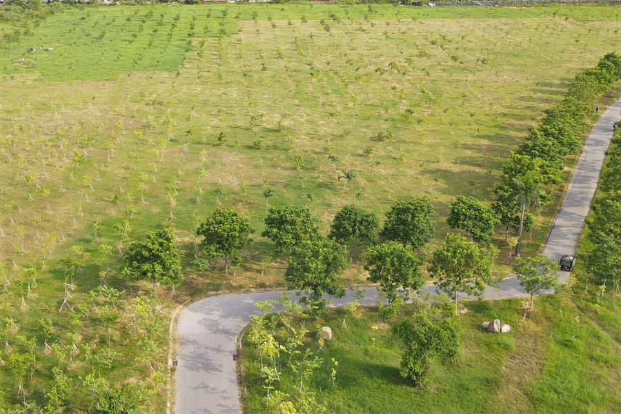 Để hiện thực hóa phương châm “rừng trong phố”, những năm qua, nhiều cuộc phát động và lễ ra quân trồng cây đã được UBND TP Hà Tĩnh thực hiện.