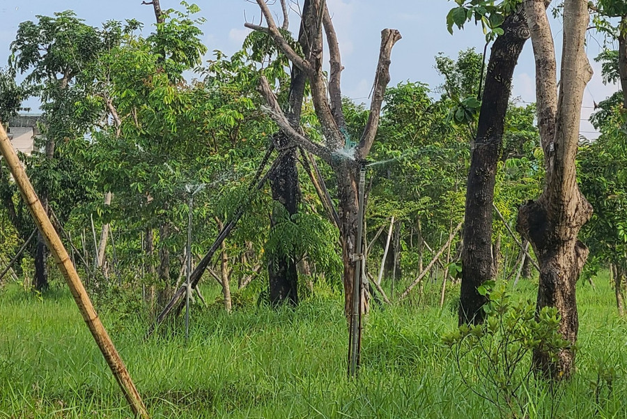 Hệ thống tưới nước tự động cũng được lắp đặt để chống hạn cho cây xanh trong mùa nắng.