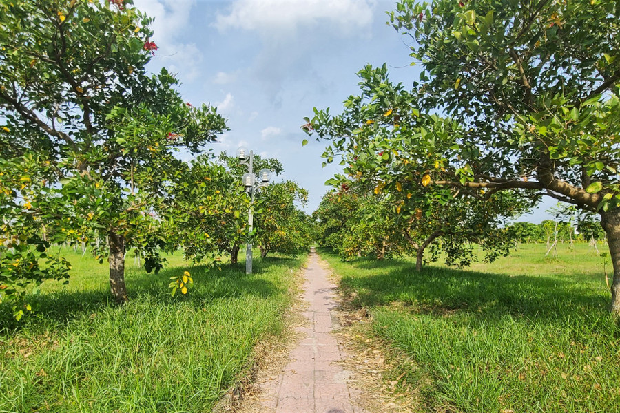 “Ngoài việc tạo cảnh quan môi trường, thanh lọc không khí, các khu rừng, khu vườn, hàng cây còn là điểm nhấn xanh, điểm đến trải nghiệm, học tập, giáo dục thế hệ trẻ về cây xanh, về ý thức bảo vệ môi trường, phục vụ du khách thập phương tham quan, vãn cảnh, nghỉ dưỡng, quảng bá, thu hút đầu tư, đáp ứng du lịch, dịch vụ phát triển kinh tế - xã hội, môi trường và góp phần chống biến đổi khí hậu”, Chủ tịch UBND TP Hà Tĩnh nói.