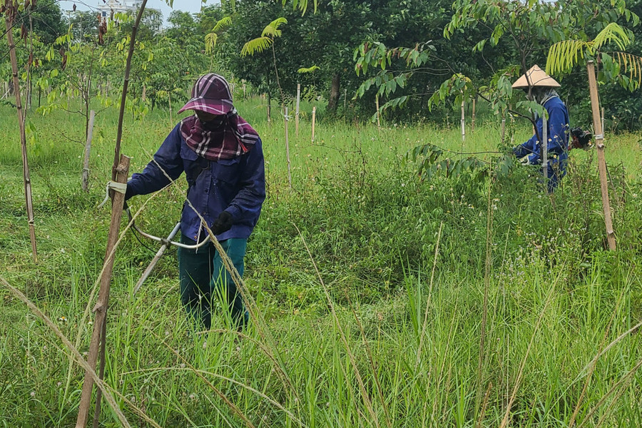 Những cây xanh sau khi trồng thường xuyên được chăm sóc bảo vệ.