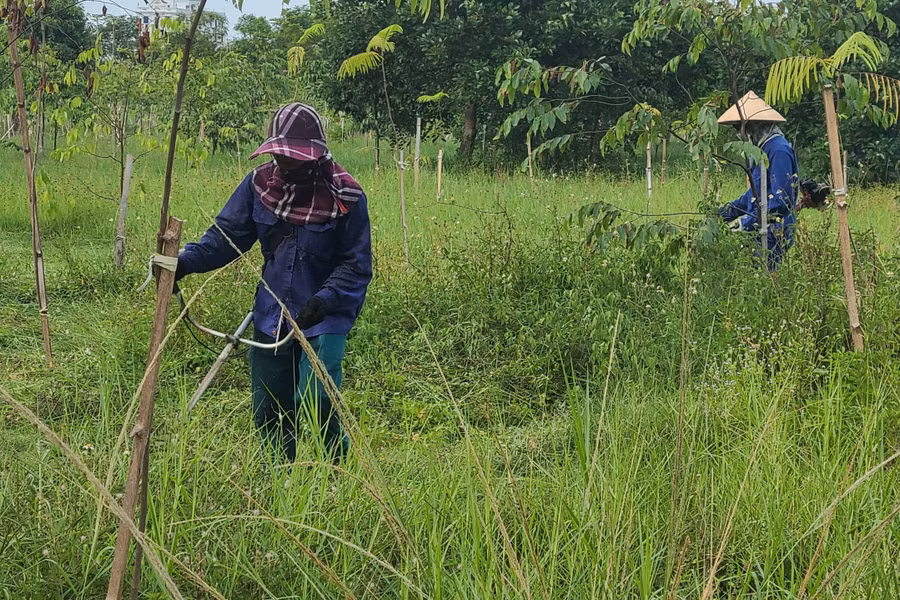 Những cây xanh sau khi trồng thường xuyên được chăm sóc bảo vệ.