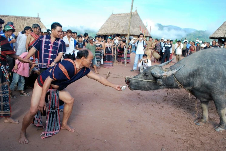 Cho trâu uống rượu đã cúng Yàng trước khi đâm trâu.