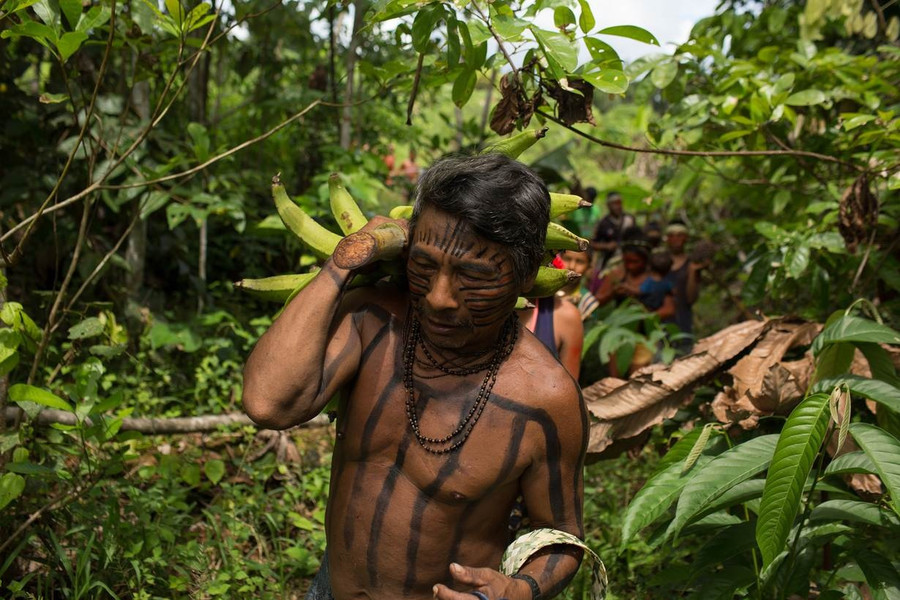 Một người Kanamari bản địa mang chuối từ trang trại gần làng Massape. Ảnh: Bruno Kelly/Amazon Real Một người Kanamari bản địa mang chuối từ trang trại gần làng Massape. Ảnh: Bruno Kelly/Amazon Real