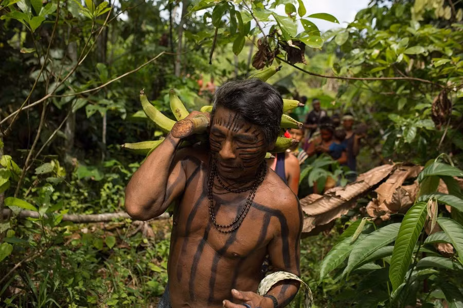 Một người Kanamari bản địa mang chuối từ trang trại gần làng Massape. Ảnh: Bruno Kelly/Amazon Real