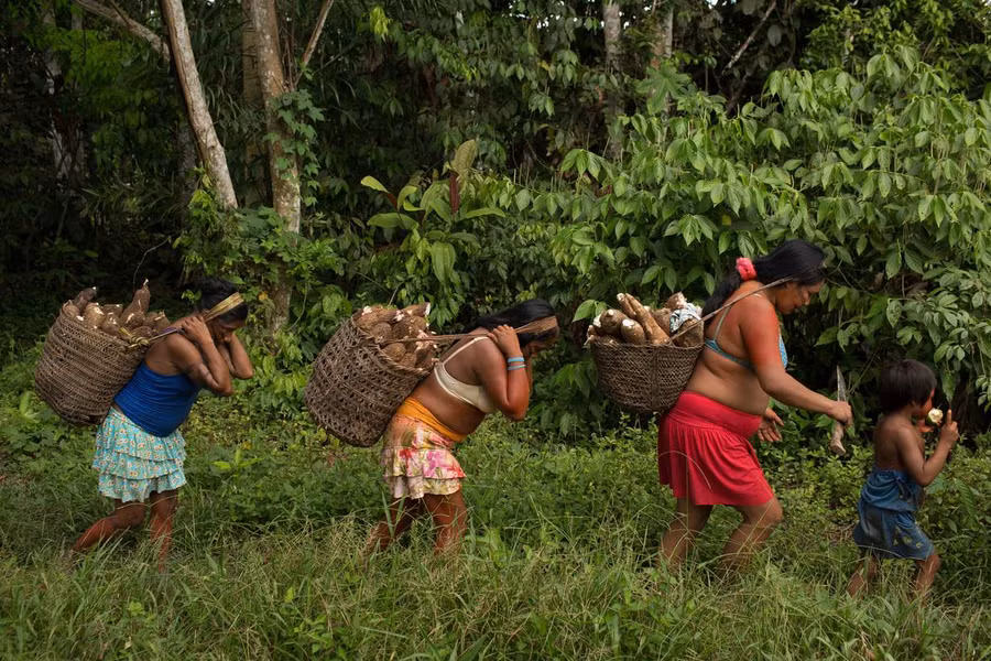 Phụ nữ Kanamari bản địa mang sắn từ mảnh đất của họ gần làng Massape, nơi có khoảng 200 người Kanamari sống gần sông Itacoai. Ảnh: Bruno Kelly/Amazon Real
