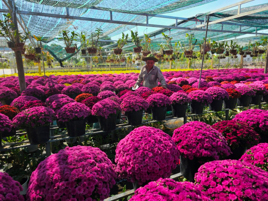 Nông dân làng hoa Sa Đéc chăm sóc cúc mâm xôi.