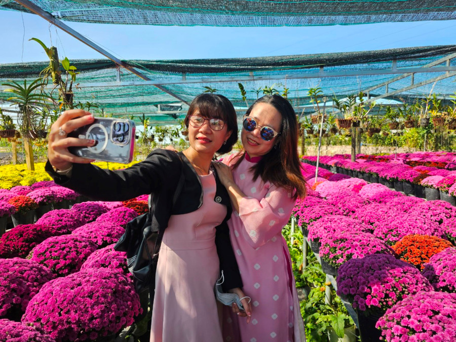 Cúc mâm xôi Hàn Quốc nhiều màu rực rỡ, thu hút khách tham quan.