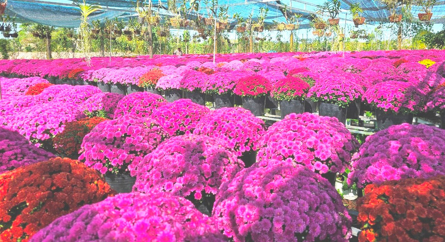 Rực rỡ khu vườn cúc mâm xôi Hàn Quốc.