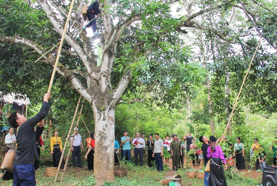 Các đội thi đến từ các xã trên địa bàn huyện Yên Châu tham gia phần thi hái xoài tại ngày hội.