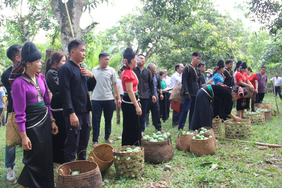 Đông đảo hội viên từ các đội thi tham gia phần chuyển xoài về nơi tập kết.