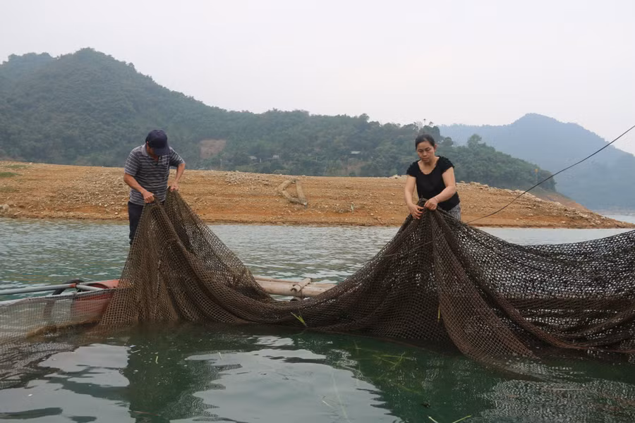 Mực nước về hồ thuỷ điện Hoà Bình xuống thấp, làm ảnh hưởng đến việc nuôi cá lồng của người dân.