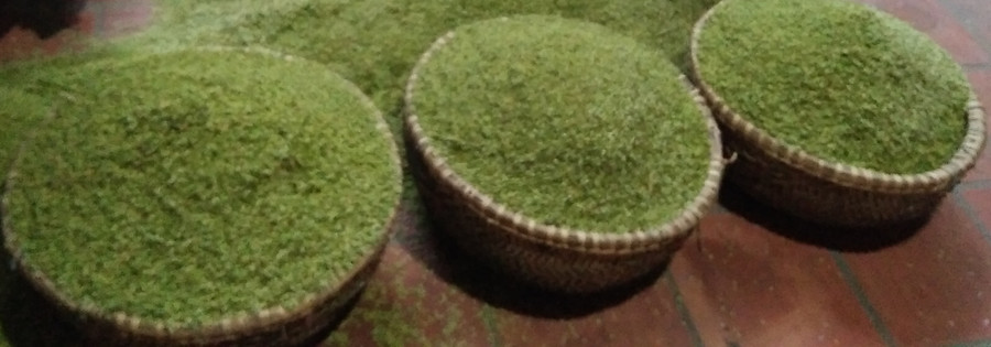 Lúa non chuẩn bị &apos;vào lò&apos;.