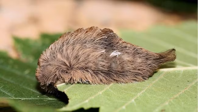 giat minh truoc 14 loai con trung nguy hiem nhat the gioi hinh anh 2