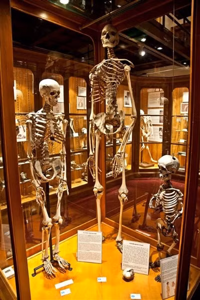 Bộ xương khổng lồ bí ẩn.