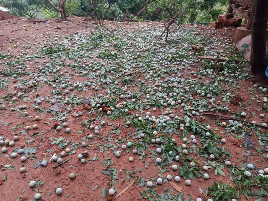 Vườn mận của gia đình chị Hiệp bị rụng quả.