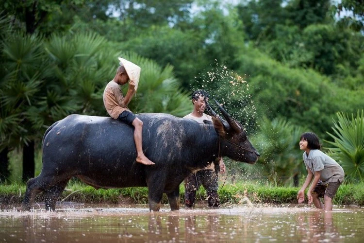 Trâu nước có cùng tổ tiên với cá voi lưng gù.