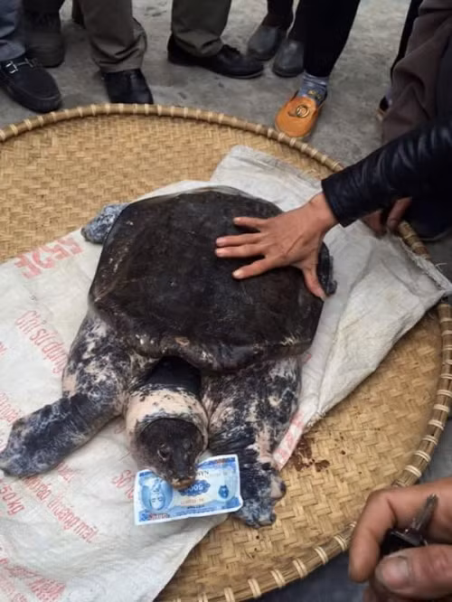 Hàng trăm người dân hiếu kỳ đổ xô đi xem 