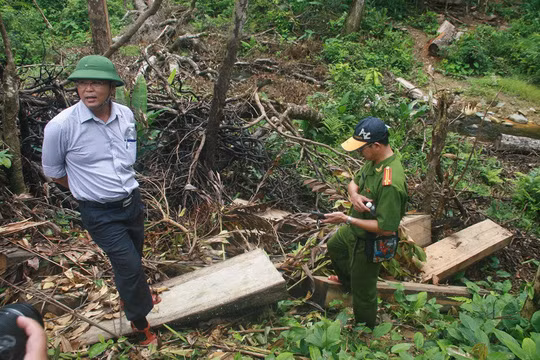  Nhiều cánh rừng ở tỉnh Quảng Nam bị tàn phá trong khi cơ quan chức năng phát hiện nhiều cán bộ tiếp tay cho lâm tặc 