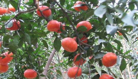 Cam Canh, Bưởi Diễn lại "cháy hàng" dịp giáp Tết ảnh 2