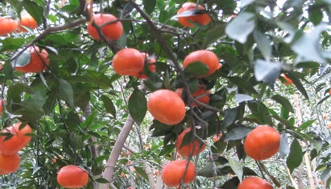 Cam Canh, Bưởi Diễn lại "cháy hàng" dịp giáp Tết ảnh 2