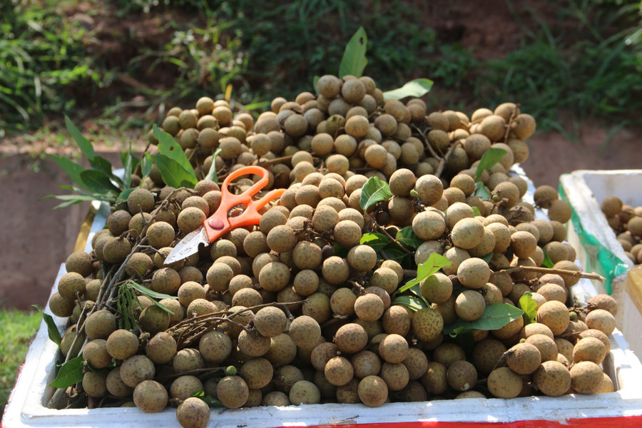 Nhãn được người dân thu hoạch và đóng thùng bán cho thương lái. Nhãn được người dân thu hoạch và đóng thùng bán cho thương lái.