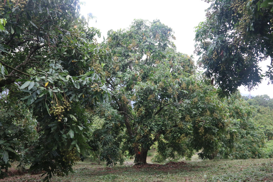 Hiện nay, trên địa bàn huyện Sông Mã, nhãn là cây chủ lực giúp bà con thoát nghèo. Hiện nay, trên địa bàn huyện Sông Mã, nhãn là cây chủ lực giúp bà con thoát nghèo.
