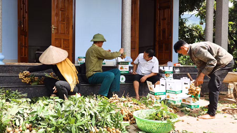 Người dân đang hái nhãn bán cho các thương lái.