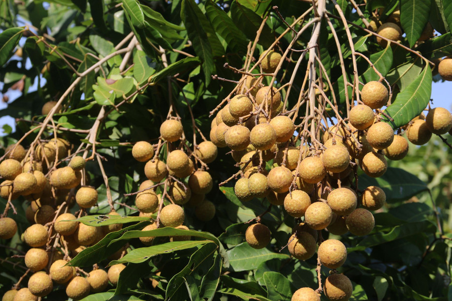 Những chùm nhãn Miền Thiết sai trĩu quả tại vườn. Những chùm nhãn Miền Thiết sai trĩu quả tại vườn.