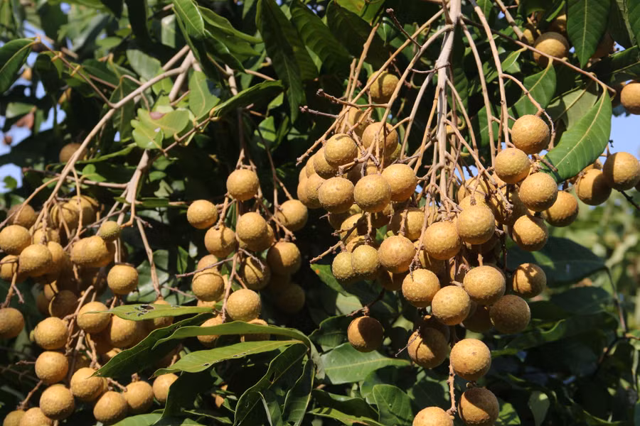 Những chùm nhãn Miền Thiết sai trĩu quả tại vườn.