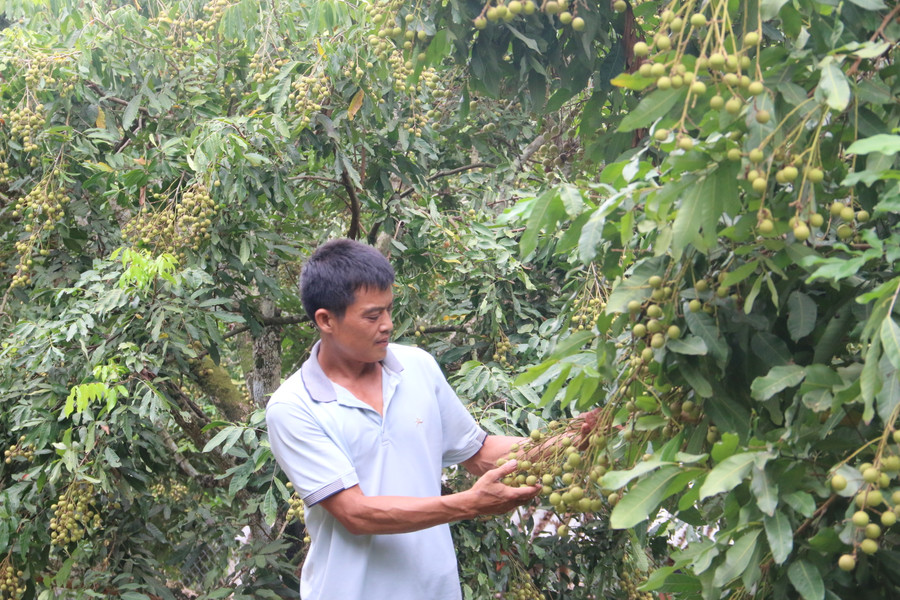 Nhờ trồng nhãn mà anh Hậu có cuộc sống sung túc. Nhờ trồng nhãn mà anh Hậu có cuộc sống sung túc.