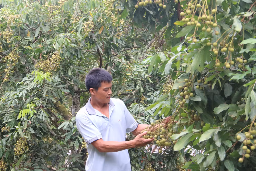 Nhờ trồng nhãn mà anh Hậu có cuộc sống sung túc.