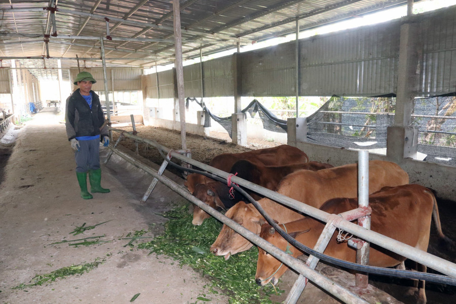 Được ông Sương tạo điều kiện cho về làm thuê tại trang trại, anh Sa Văn Lương đã có nguồn thu nhập ổn định.