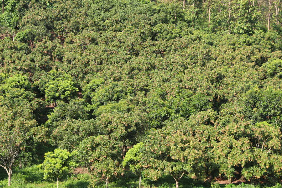 Huyện Sông Mã được mệnh danh là thủ phủ nhãn của tỉnh Sơn La. Huyện Sông Mã được mệnh danh là thủ phủ nhãn của tỉnh Sơn La.