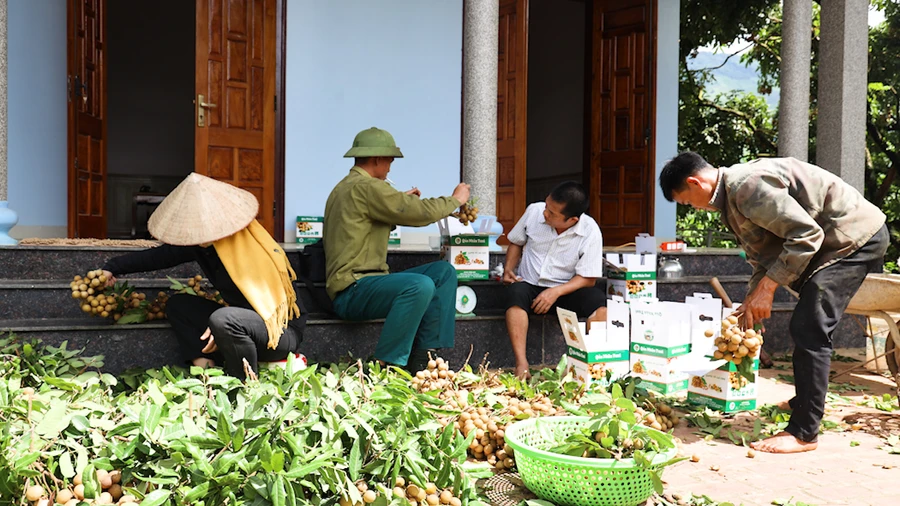 Người dân đang hái nhãn bán cho các thương lái.