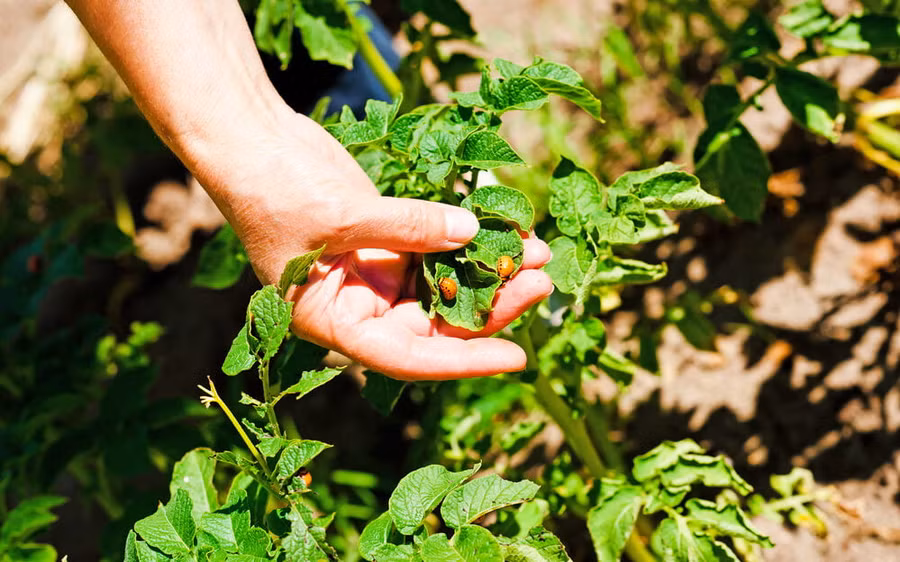 Sâu bệnh gây thiệt hại khoảng 220 tỷ USD trên toàn thế giới/năm. Sâu bệnh gây thiệt hại khoảng 220 tỷ USD trên toàn thế giới/năm.