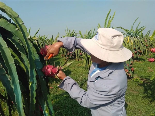 Người dân Bình Thuận thu hoạch thanh long vào vụ.