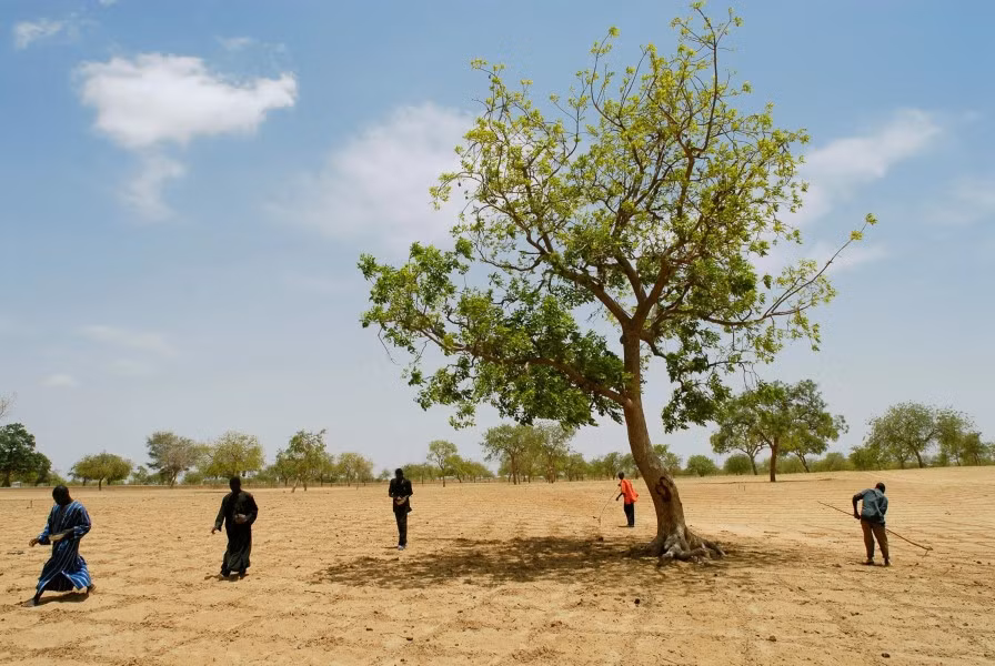 Chỉ bằng việc để gốc cây bị chặt từ thời thuộc địa đâm chồi mới, Niger hiện có trên 200 triệu cây xanh.