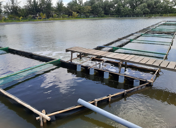 Nhiều hộ dân chuyển đổi sang nuôi, trồng thủy sản nước mặn ứng phó với hạn, mặn